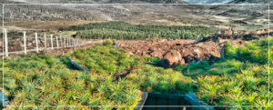 Bosques Sostenibles