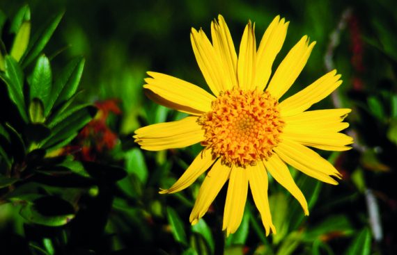 Arnica des montagnes - Amapola Biocosmetics