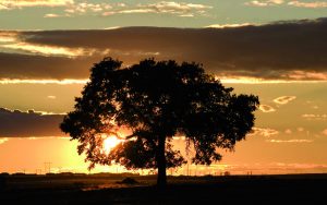 árbol de té - Amapola Biocosmetics