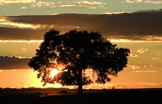 árbol de té - Amapola Biocosmetics