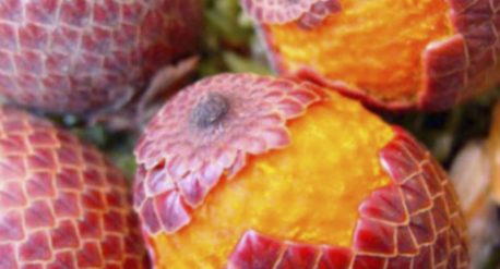 Aceite de Buriti - Amapola Biocosmetics - Cosmética Natural