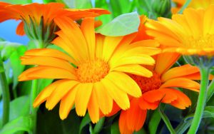 Aceite de Calendula - Amapola Biocosmetics