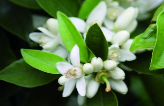 azahar - Amapola Biocosmetics