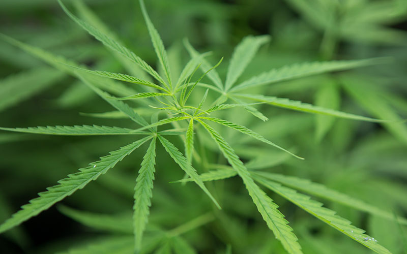 Cannabis
