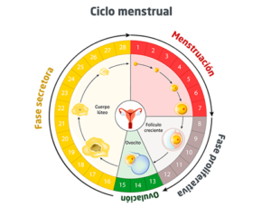 ciclo Menstrual
