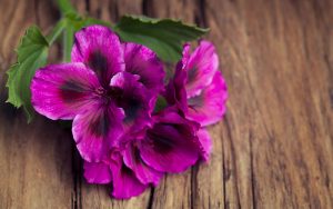Geranio - Amapola Biocosmetics - Cosmética Natural