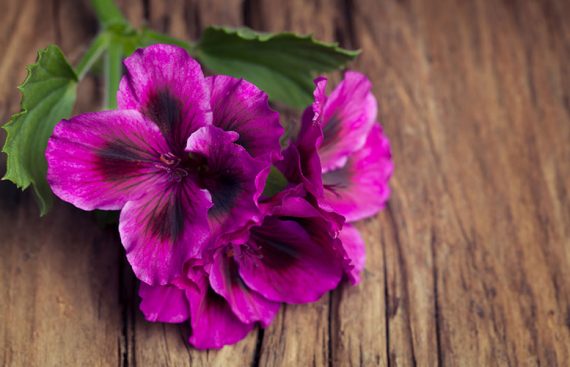 Geranio - Amapola Biocosmetics - Cosmética Natural