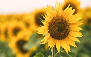 Girasol - Amapola Biocosmetics