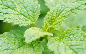 Menta - Amapola Biocosmetics - Cosmética Natural