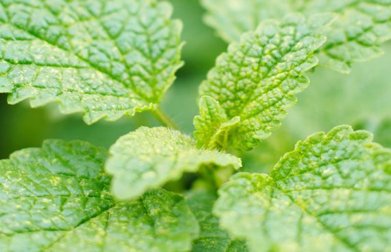 Menta - Amapola Biocosmetics - Cosmética Natural